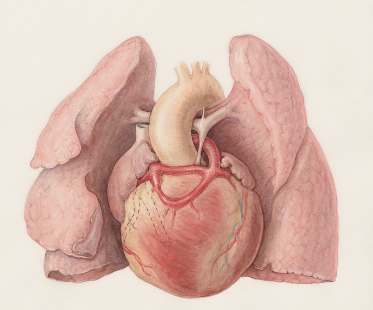 Un dessin du cœur et des poumons humains.