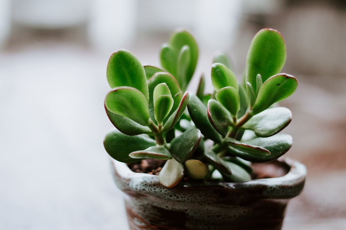 Une plante d'intérieur verte.