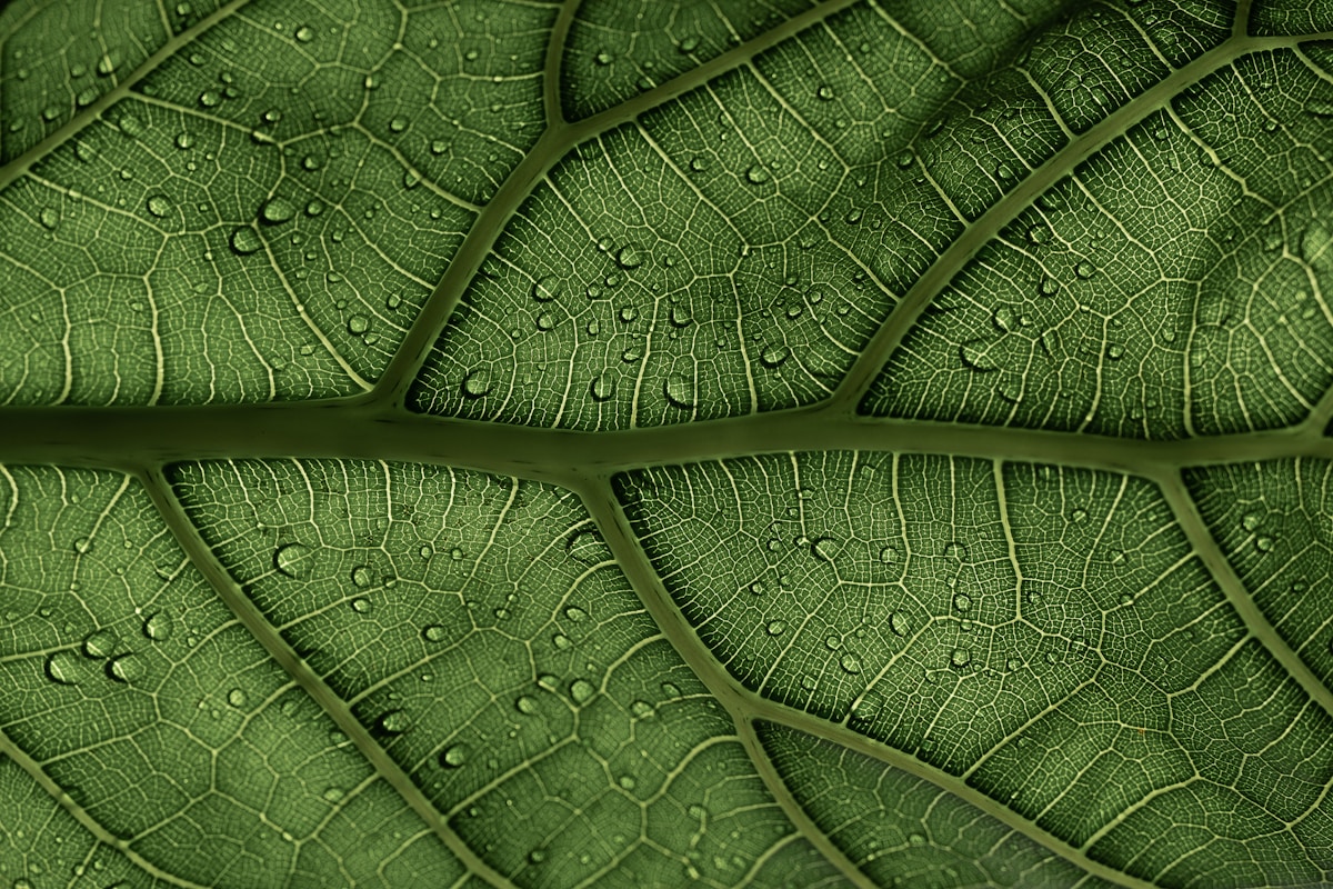 Une feuille verte avec des gouttes d'eau.